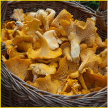 きのこの栄養成分・健康成分