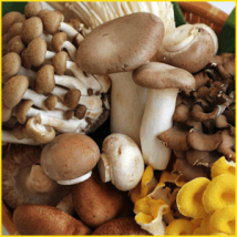 きのこの栽培方法・私たちの家庭に届くまで