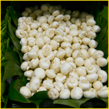 マッシュルームとは？特徴や成分まとめ