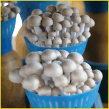 ぶなぴーとは？特徴や成分まとめ