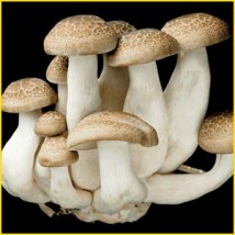 ぶなしめじとは？特徴や成分まとめ