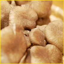 ひらたけとは？特徴や成分まとめ