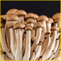 きのこは菌類の塊だって知ってた?