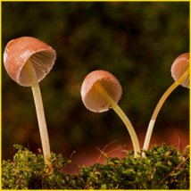 きのこの一生と成長過程