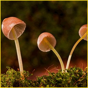 きのこの一生と成長過程