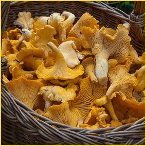 きのこの栄養成分・健康成分