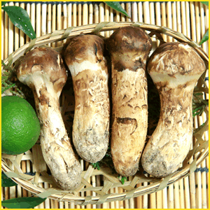 まつたけとは?特徴や成分まとめ