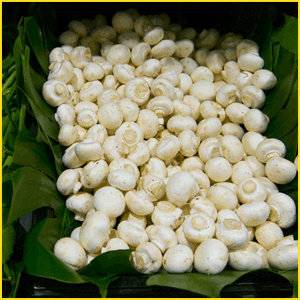 マッシュルームとは？特徴や成分まとめ