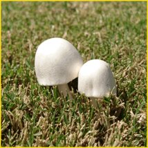 トリュフとは？特徴や成分まとめ