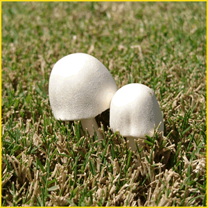 トリュフとは？特徴や成分まとめ